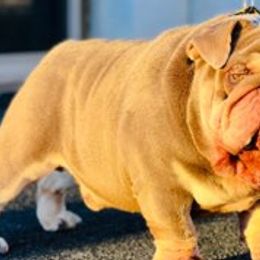 Bulldogs from East Coast English Bulldogs
