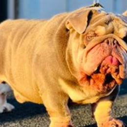 Bulldogs from East Coast English Bulldogs