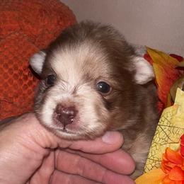 Ivy - Chocolate merle female Pomeranian puppy in Garvin, Oklahoma from Hochatown Awesome Aussies