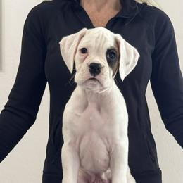 Boxer puppies from La Mer Boxers