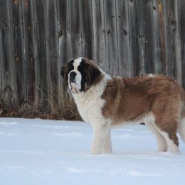 Saint Bernard Puppies from Dementhon Saint Bernards
