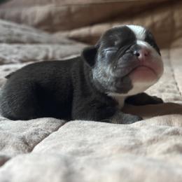 French Bulldog Puppies from Matra French Bulldogs