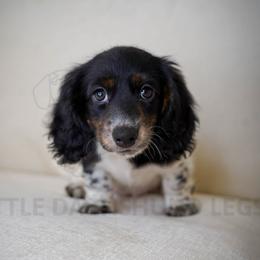 Cookie - Piebald female Dachshund puppy in Temecula, California from Naomi Magee's Dachshund Kennel