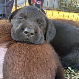 Lime - Black female Labrador Retriever puppy in Middleton, New Hampshire from Tag Hollow