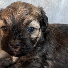 German Shorthaired Pointers and Havanese from Room For One More