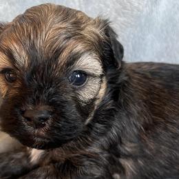 German Shorthaired Pointers and Havanese from Room For One More