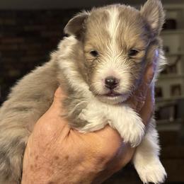 Lennox - White and sable merle male Shetland Sheepdog puppy in Tulsa, Oklahoma from September Morning Shelties