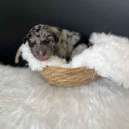 Wild - White and blue merle male Bordoodle puppy in Valley Center, California from Circle R Valley Bordoodls