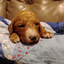 Lucy - Red  female Goldendoodle puppy in Apache Junction, Arizona from Loving Doodle