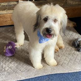 Sadie - Soft Coated Wheaten Terrier