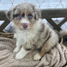 Boy 2: Hickory - Red merle male Australian Shepherd puppy in Volant, Pennsylvania from Addie's Aussies