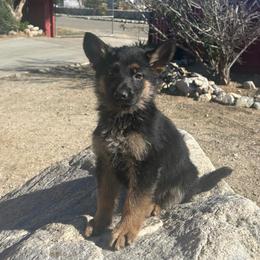 Heather - Black and red female German Shepherd puppy in Whitewater, California from Vom Haus Metzler Shepherds