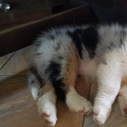 Australian Shepherd and German Shepherd Puppies from Birch Haus