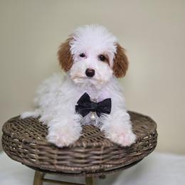 Reese -Ready to go. - Parti female Goldendoodle puppy in Woodburn, Indiana from Lengachers Cuddly Doods