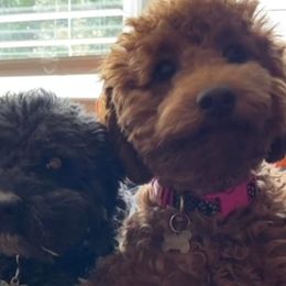 Poodles from Krista's Poodles