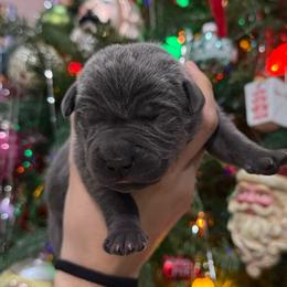 Blitzen - Gray male Cane Corso puppy in Utah from 3Lake Kennelz