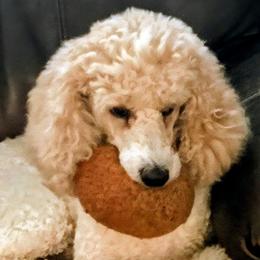 Poodles from Bella's Beauties Moyen Poodles