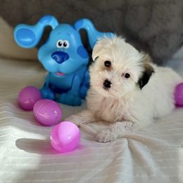 Lola - Black and white Coton de Tulear puppy in Avery Creek, North Carolina from AVLCOTONLOVE