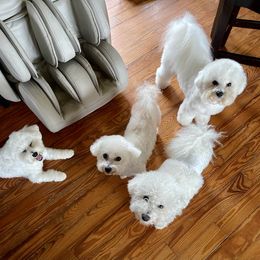 Bichon Frises from Blessed Treasures Bichons