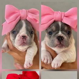 French Bulldog Puppies from Namaste Frenchies