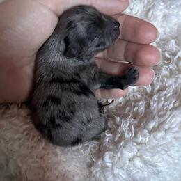 Baby Ella - Blue merle female Pomeranian puppy in Childersburg, Alabama from A Sample Of Gods Love Kennels