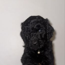 OJ - Black male Poodle puppy in Fort Lauderdale, Florida from SoFlo Standard Poodles