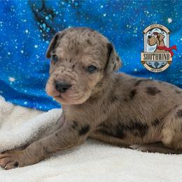 Kissy - Merle female Great Dane puppy in White City, Kansas from Southwind Great Danes