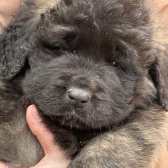 Leonberger Puppies from von Alpensee Leonbergers