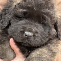 Leonberger Puppies from von Alpensee Leonbergers