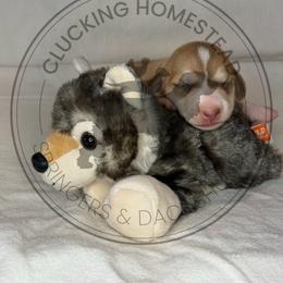 Coyote - Cream male Dachshund puppy in Fond Du Lac, Wisconsin from Clucking Homestead Springers & Dachshunds
