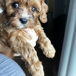 Cavalier King Charles Spaniel and Cavapoo Puppies from Cavapoo Puppy Parade