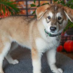 Dia - Tamaskan puppy from Ageli Lykon