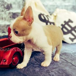 Boston Terrier Puppies from Buster’s Boston Babes