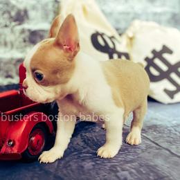 Boston Terrier Puppies from Buster’s Boston Babes