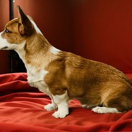 Lady - Red merle and white female Cardigan Welsh Corgi puppy in Denver, Colorado from Monarch Corgis