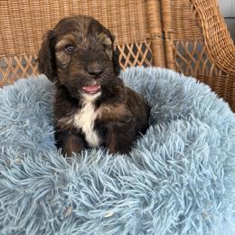 Shadow - Tri-color male Bernedoodle puppy in Rochester, Massachusetts from Harmony Hill Doodles