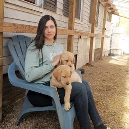 Labrador Retriever Puppies from Urban Oak Labradors LLC