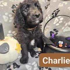 Double Doodle and Labradoodle Puppies from Superdoodles of San Antonio