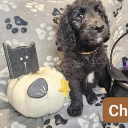 Double Doodle and Labradoodle Puppies from Superdoodles of San Antonio