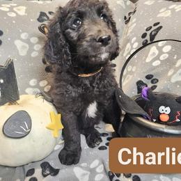 Double Doodle and Labradoodle Puppies from Superdoodles of San Antonio