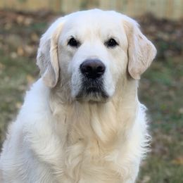 Golden Retrievers from Dreaming Tree Goldens