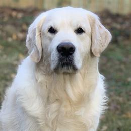 Golden Retrievers from Dreaming Tree Goldens