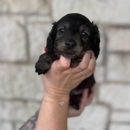 Bruno - Brindle male Dachshund puppy in Troup, Texas from East Texas Dachshunds