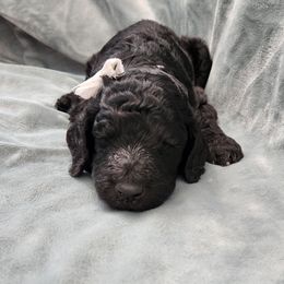 "White female" Poodle Puppies from Karla Skow