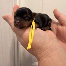 Kylo - Black and tan male Yorkshire Terrier puppy in Georgia from Nalley Kennels