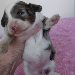 Aussiedoodle puppies from Booty Shaker Toy and Miniature Poodles and Aussies