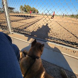 Cane Corso Puppies from JSM Corsos