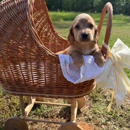 Cross - Red male Dachshund puppy in Pontotoc, Mississippi from Toddy Kennels
