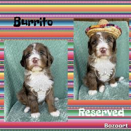 Burrito - Chocolate merle female Bernedoodle puppy in Godwin, North Carolina from Farm Sweet Farm Doodles