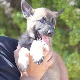 Artak's Home Shark - Red male Belgian Malinois puppy in Monroe, North Carolina from Artaks Home Malinois